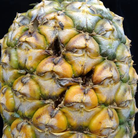 Pineapple (Ananas comosus): Fruit decay | The external sympt… | Flickr