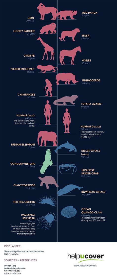 Here's How Long Different Animals Live For