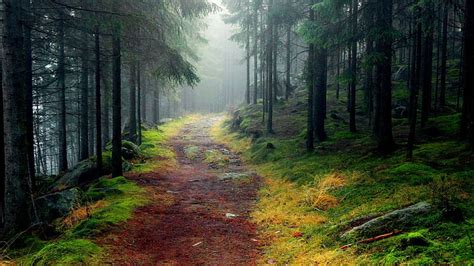 HD wallpaper: nature, 2560x1440, Forest, tree, Fog, path, hd nature, 4K | Wallpaper Flare