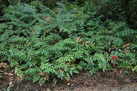 Mahonia nervosa - Alchetron, The Free Social Encyclopedia