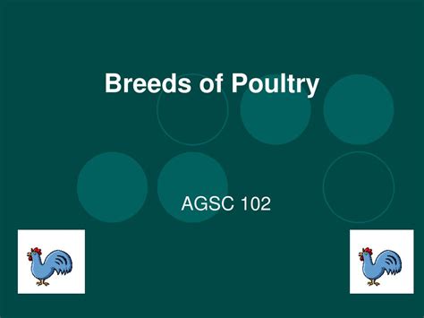 PPT - Breeds of Poultry PowerPoint Presentation, free download - ID:205700