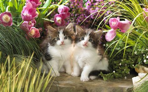 Kittens In The Tulip Garden 2560x1600 Animal Wallpaper : Wallpapers13.com