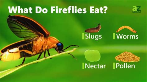 What Do Fireflies Eat? - A-Z Animals