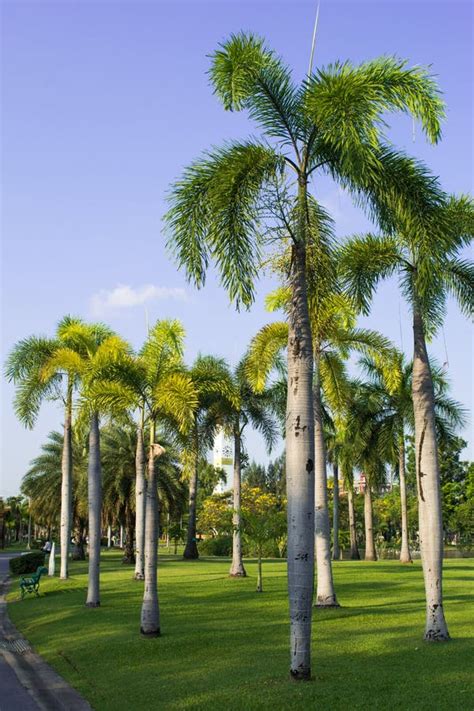 Palm-trees in garden stock image. Image of green, rest - 30353025