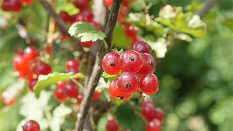 Free photo: Red Berries - Beautiful, Plants, Wild - Free Download - Jooinn