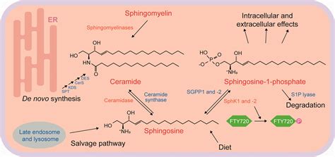 Sphingosine Structure