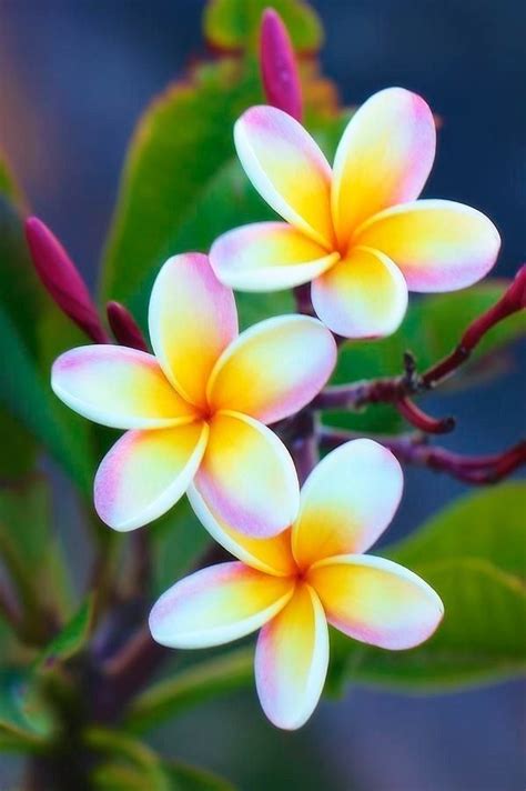 Plumeria o Flor de mayo | Plumeria flowers, Exotic flowers, Flowers ...