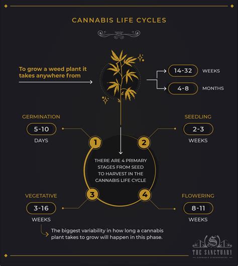 Cannabis Plant 101: How Long To Veg From Seed? - The Sanctuary