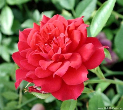 Miniature Rose | Plants Rose World