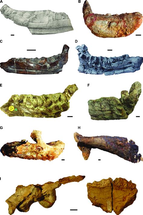 Type specimens of the nine rhabdodontid species described so far. A.... | Download Scientific ...