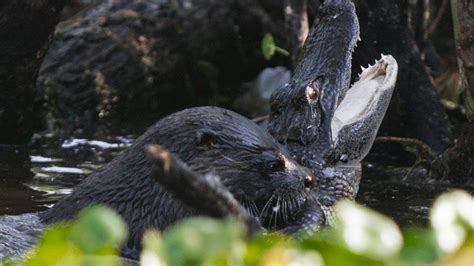 These Photos of an Otter Attacking an Alligator Proves Otters Are the New Honey Badger | The ...