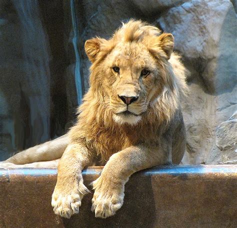 Lion Portrait: MGM Grand Lion Habitat, Las Vegas Nevada | Flickr