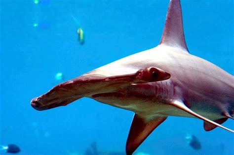 Scalloped Hammerhead Shark – "OCEAN TREASURES" Memorial Library