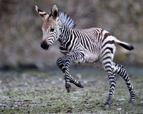 baby zebra | Cosas de cebra, Animales adorables, Mascotas tiernas