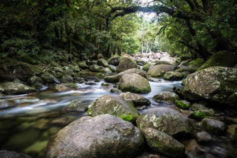 Der Daintree Nationalpark in Queensland - Anreise & Insider-Tipps 2022