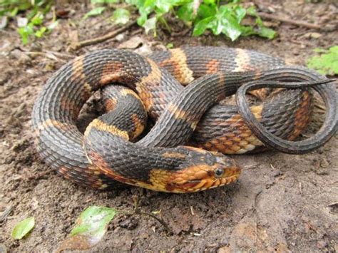 Broad-banded Water Snake (Common Snakes Identification Guide for the Houston Area) · iNaturalist