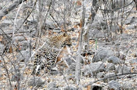 Caught on camera: Leopard plays with deer then eats it in Ranthambore