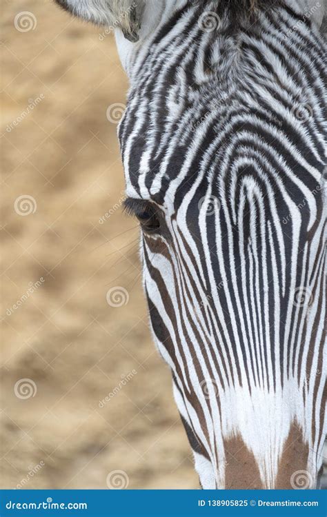 Close Up Zebra Eye Stock Images - Download 414 Royalty Free Photos