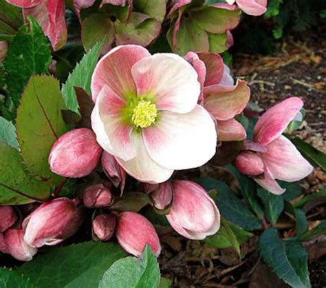 15 HELLEBORUS CHRISTMAS ROSE Perennial Shade Early or Winter - Etsy