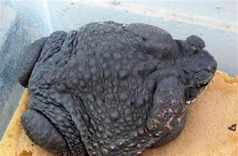 Toad Cane - The world's largest toad species