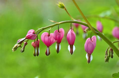 Top 10 Hummingbird Plants That Grow in Shade - Birds and Blooms