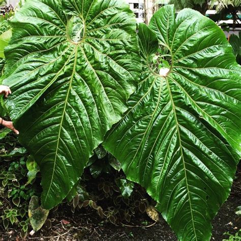 Anthurium cupulispathum | Unusual plants, Anthurium plant, Plants