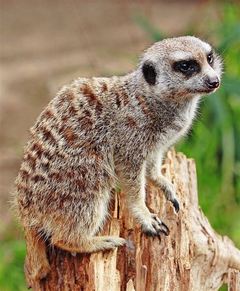 Meerkat - Simple English Wikipedia, the free encyclopedia Zoo Animals, Cute Animals, Melbourne ...