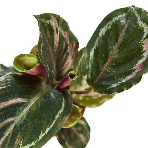 CALATHEA MEDALLION – Joli Jardin