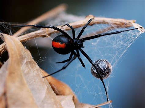 Spiders could theoretically eat every human on earth in a year and ...