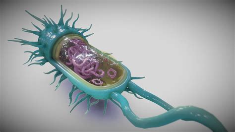 Biology Cell Structure