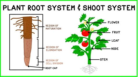 Shoot And Root System Diagram Childhood Drawing Of Root And