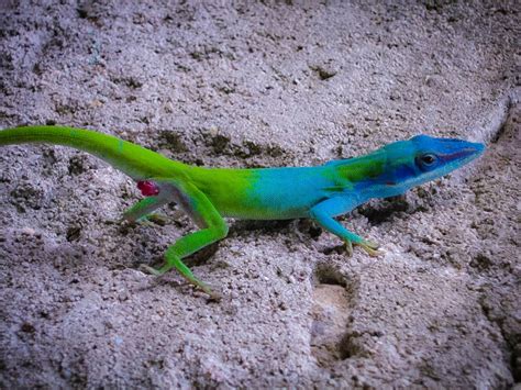 The Beauty of Cuban Anoles - Anole Annals