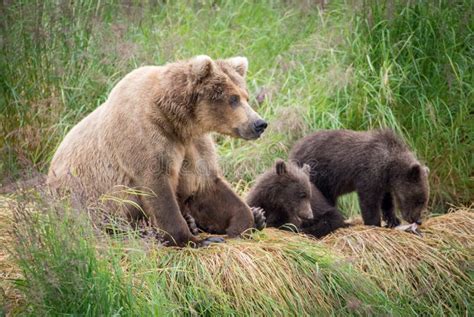 Alaskan Brown Bear Sow With Cubs Stock Image - Image of adorable, nature: 96948941