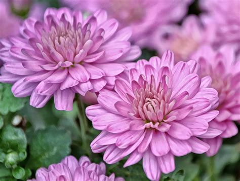 17+ Chrysanthemum Garden Images - flower Gardens 3