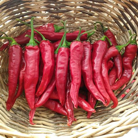 Korean Hot Pepper Seed (Organic) - Adaptive Seeds