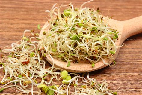 Got Sprouts? Health Benefits of Alfalfa | Healthy Living, Wellness ...