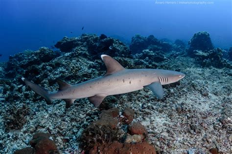 Whitetip Reef Shark (Triaenodon obesus) - Marine Life - Liveaboard Diving