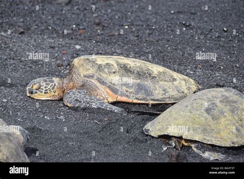 Turtles on the Black Sand at Punaluʻu Beach, Hawaii Stock Photo - Alamy