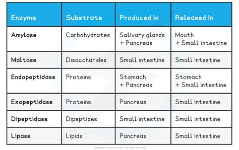 Digestive Enzymes Table