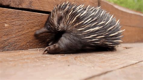 Baby Echidna (13 pics)