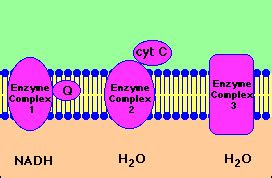 Electron Transport Chain Animation