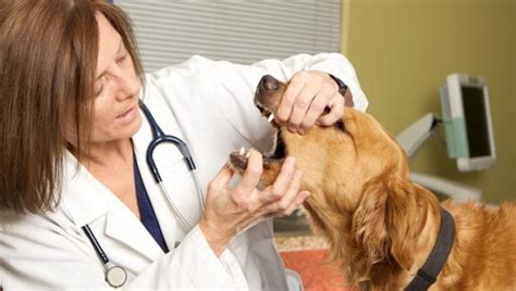 Gingival Fibrosarcoma in Dogs: Symptoms, Causes, & Treatments