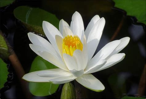 Amazon.com : European White Water Lily Flower 10 Seeds Aquatic Plant ...