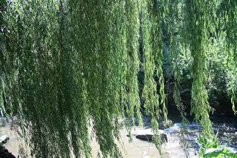 Willow Hanging Over River Free Stock Photo - Public Domain Pictures