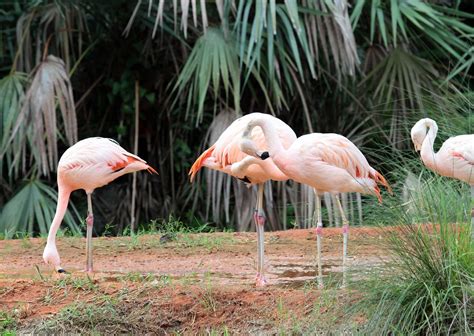 Chilean Flamingo