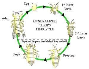 onion thrips life cycle - Cathi Mohr