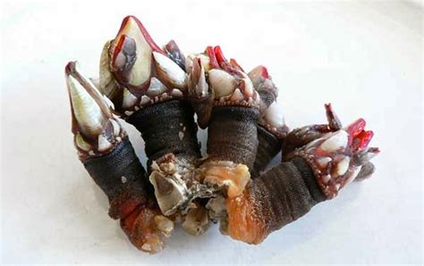 Wonders of Portugal: Percebes