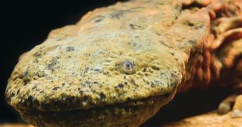 Ozark Hellbender | Saint Louis Zoo