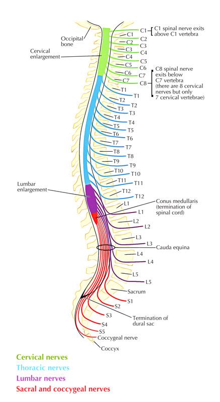 Type Of Spinal Nerves