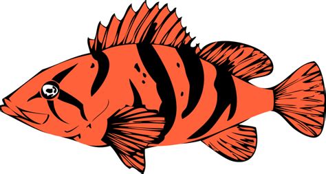 Rockfish Barotrauma – Marine Life Sanctuaries Society